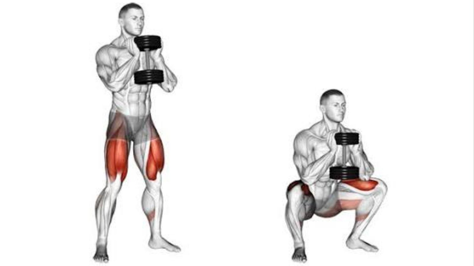 Muscle focus groups for front squats.