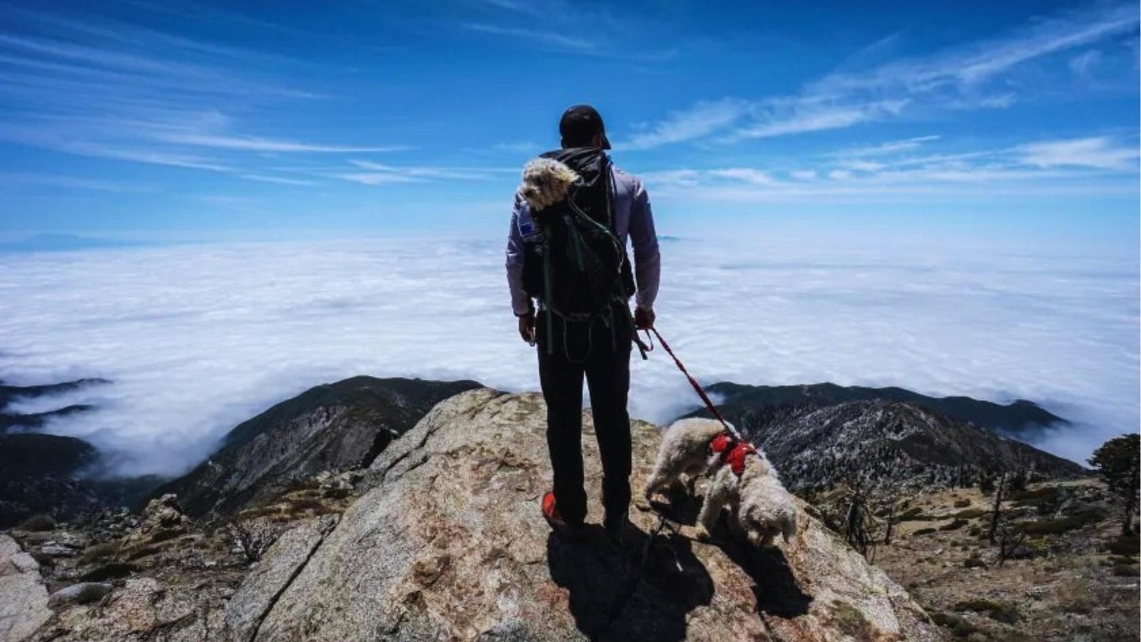 A man wearing a cap and backpack stands on a mountain peak with two small white dogs, one in a pack, overlooking a sea of clouds.
